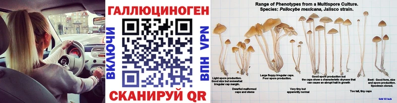 Купить  Ярославль  Псилоцибиновые грибы Cubensis 